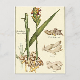 Vintage ginger illustration vykort recept