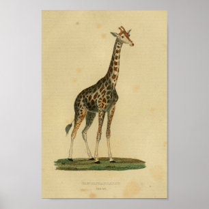 Vintage Giraffe Animal Art Print Natural History Poster