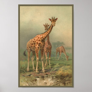 Vintage Giraffe Art Customize Print African Plains Poster