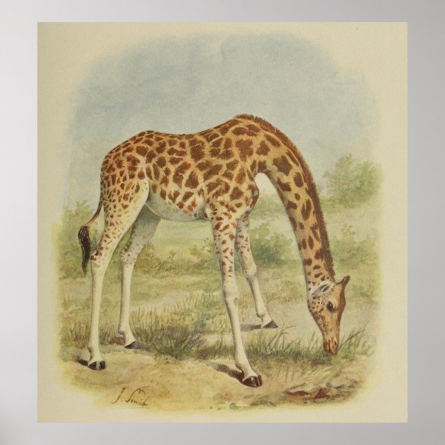 Vintage Giraffe Illustration (1903) Poster (Framsidan)