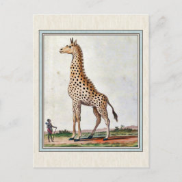 Vintage Giraffe Illustration Vykort