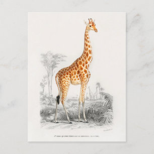 Vintage Giraffe Illustration Vykort
