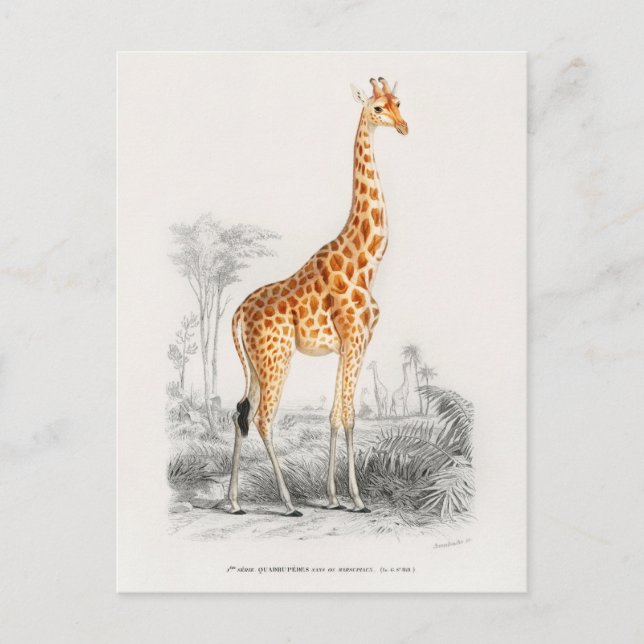 Vintage Giraffe Illustration Vykort (Framsida)
