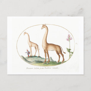 Vintage Giraffe Illustration Vykort