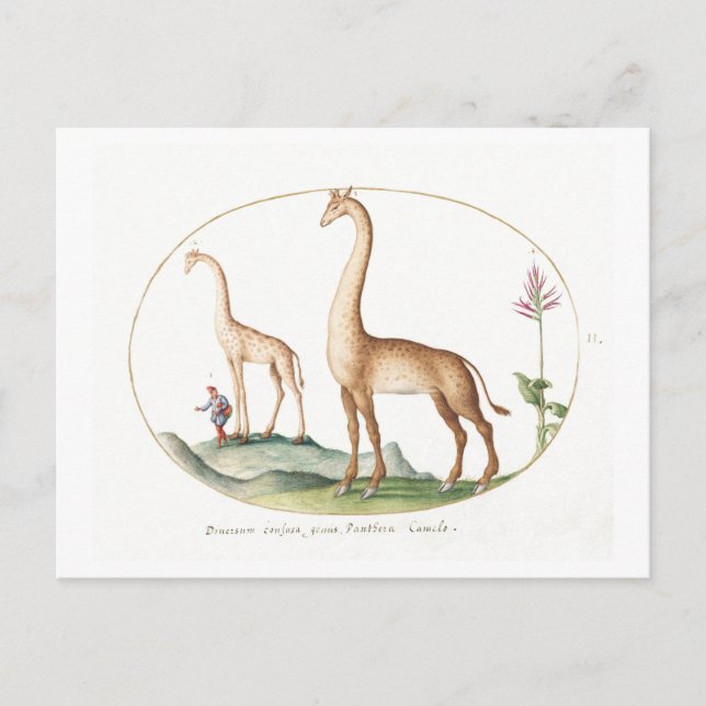 Vintage Giraffe Illustration Vykort (Framsida)