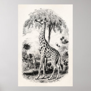 Vintage Giraffe Personlig Animal Illustration Poster