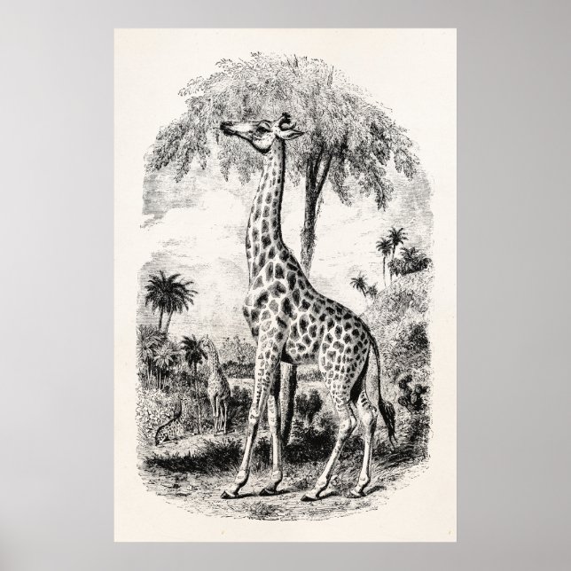 Vintage Giraffe Personlig Animal Illustration Poster (Framsidan)