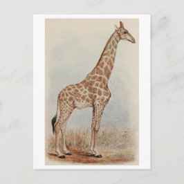 Vintage Giraffe Photo Vykort