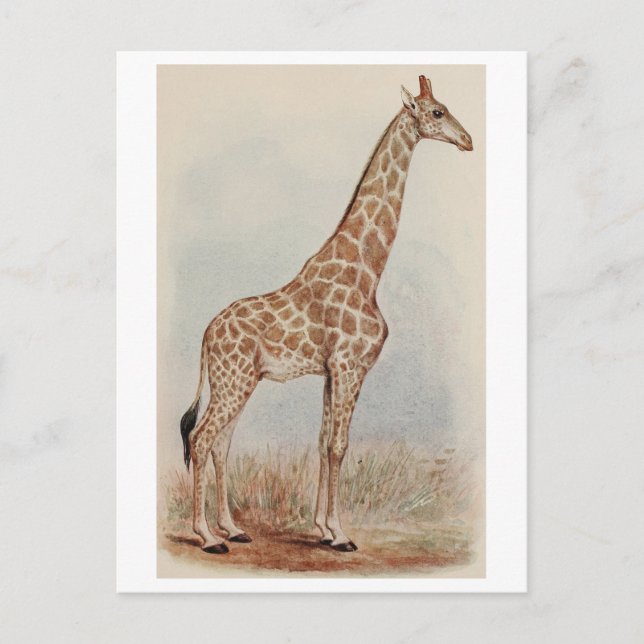 Vintage Giraffe Photo Vykort (Framsida)