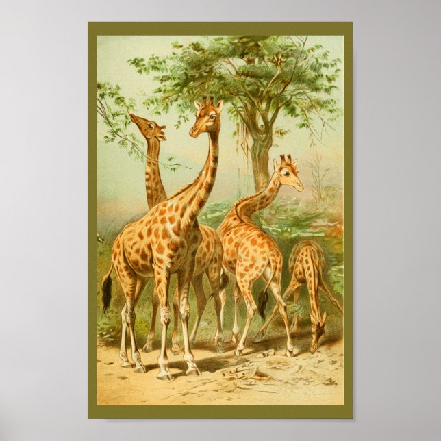Vintage Giraffes Eating Löv Animal Art Print Poster (Framsidan)