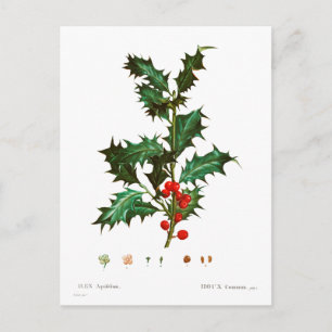 Vintage God jul Holly Mistletoe Vykort