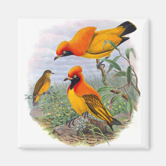 Vintage Golden Bird of Paradise - Magnet (Framsidan)