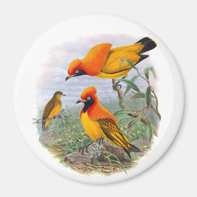 Vintage Golden Bird of Paradise Magnet (Framsidan)