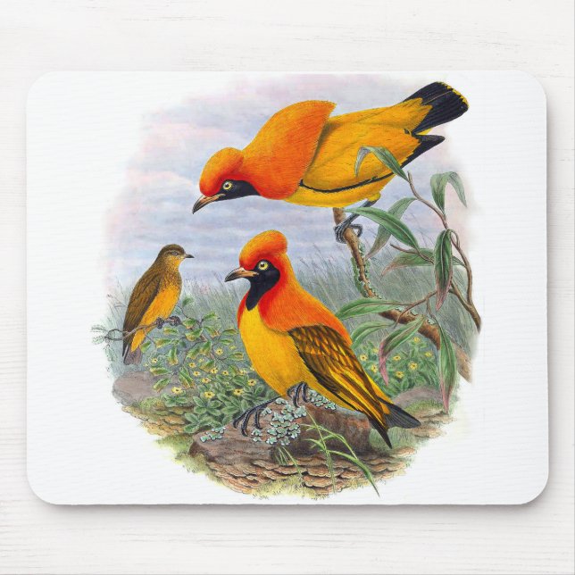 Vintage Golden Bird of Paradise - Mousepad Musmatta (Framsidan)