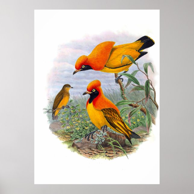 Vintage Golden Bird of Paradise Poster (Framsidan)