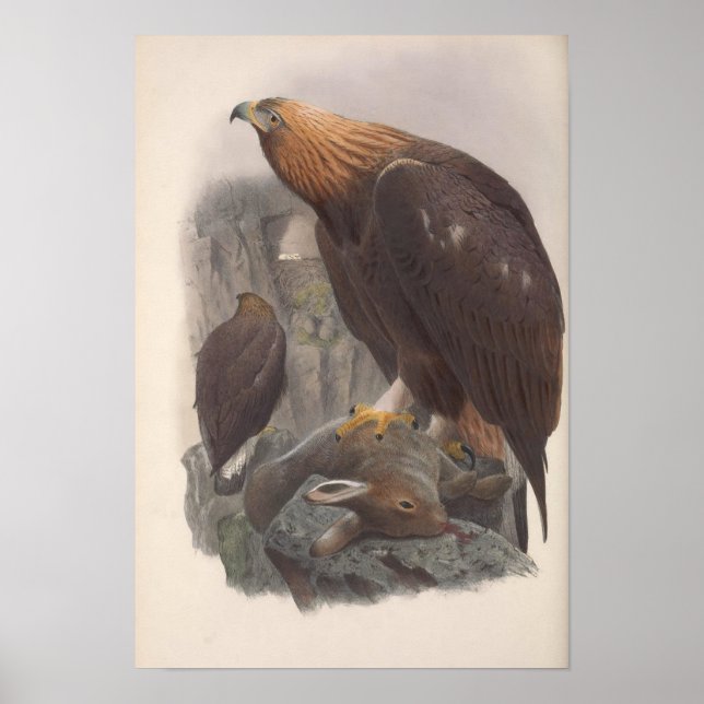 Vintage Golden Eagle Bird Poster (Framsidan)