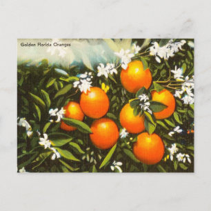 Vintage Golden Florida Oranges Resepostkort Vykort