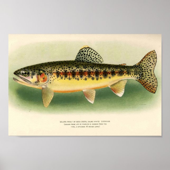 Vintage Golden Trout Art Poster (Framsidan)