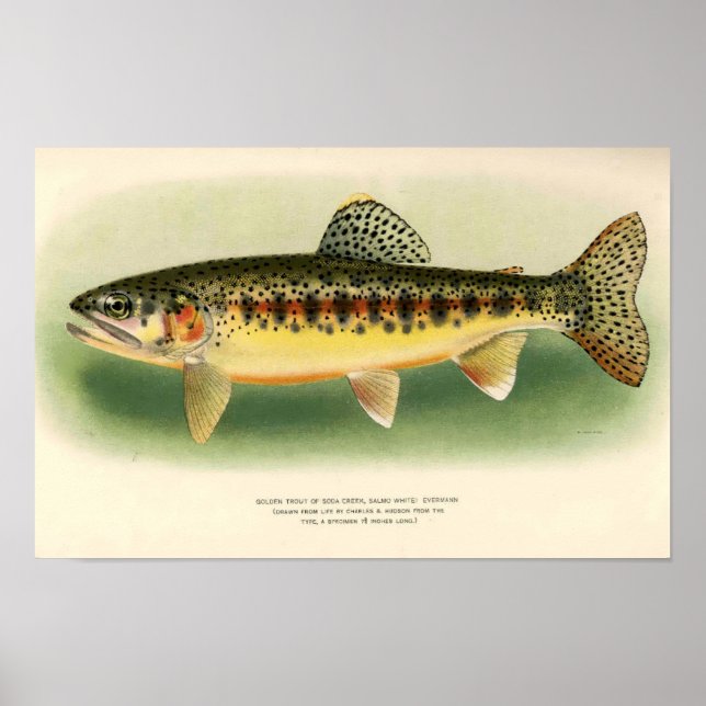 Vintage Golden Trout-konst Poster (Framsidan)