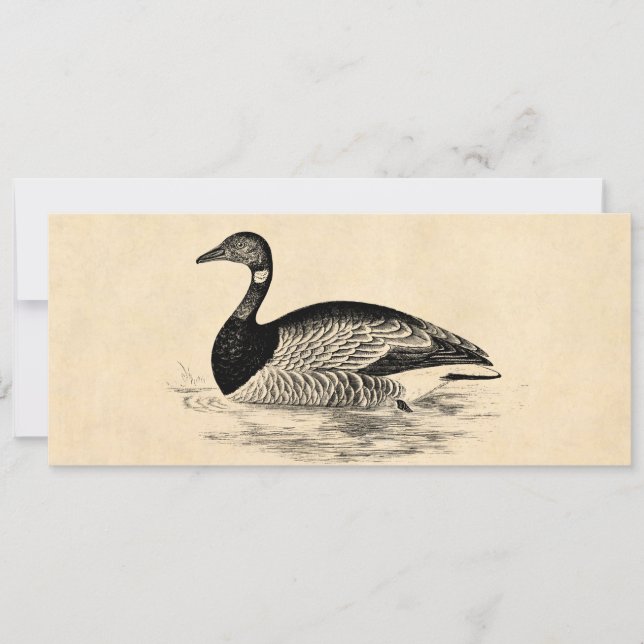 Vintage Goose Illustration - 1800's Geese Template (Framsida)