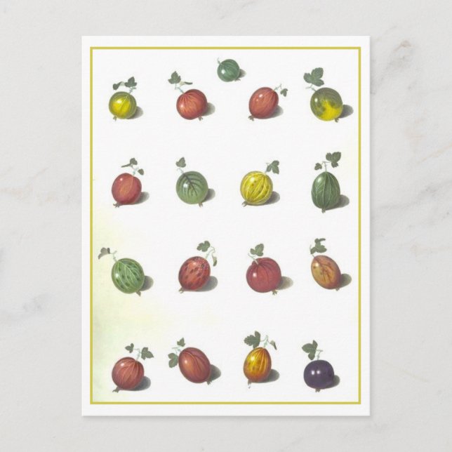 Vintage Goosebär vykort (Framsida)