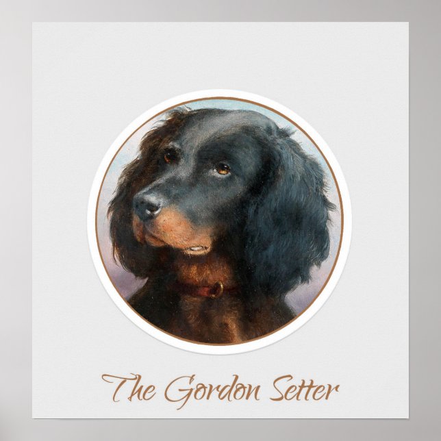 Vintage Gordon Setter Poster (Framsidan)