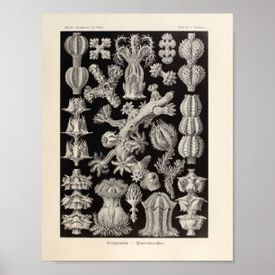 Vintage Gorgonida Färg Ernst Haeckel Art Print Poster