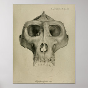 Vintage Gorilla Skull Anatomy Print Veterinary Poster