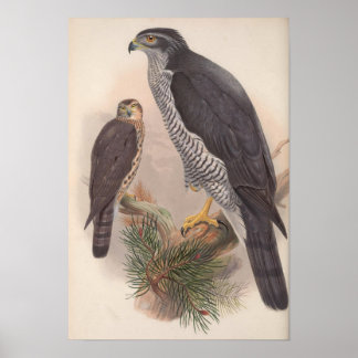 Vintage Goshawk Bird Poster