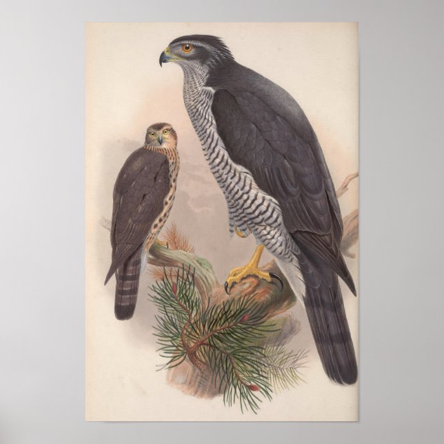 Vintage Goshawk Bird Poster (Framsidan)