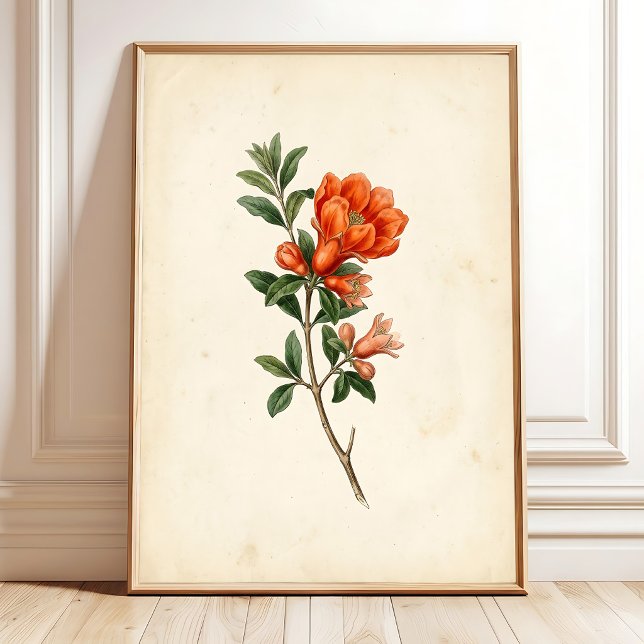 Vintage Granatäpple Botaniskt Canvastryck Poster (Skapare uppladdad)