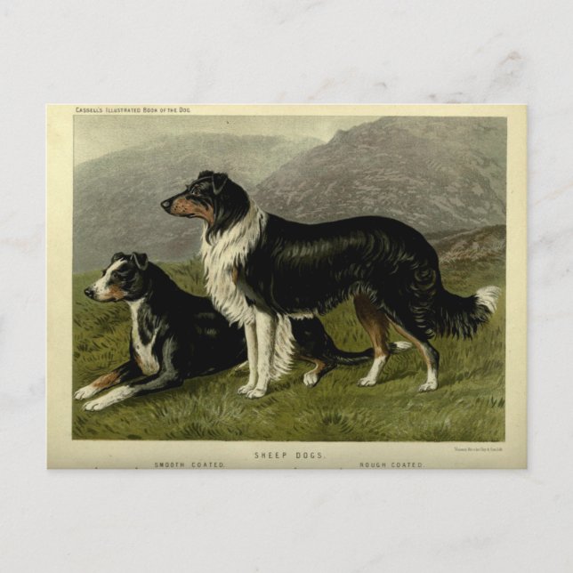 Vintage Gräns collie får hund Vykort (Framsida)