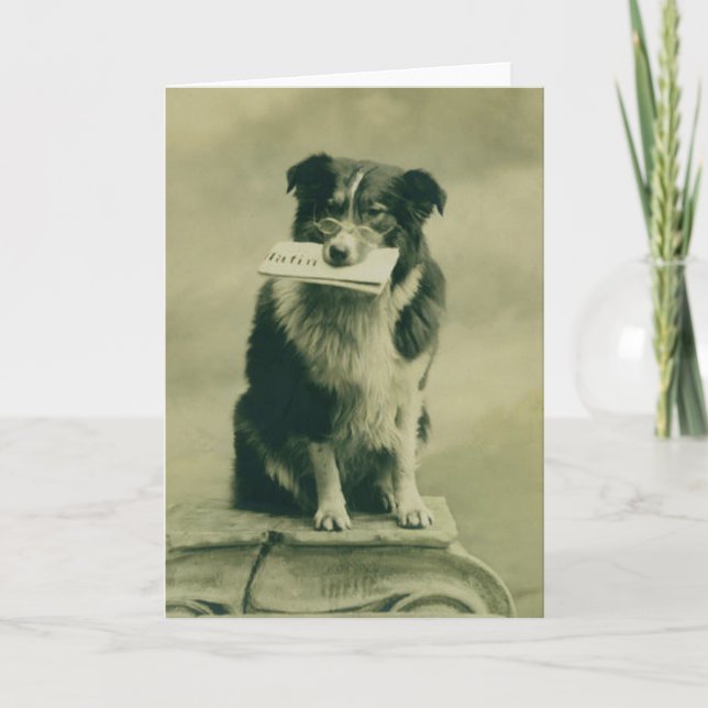 Vintage Gräns Collie Greeting Card Kort (Framsida)