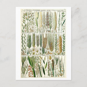 Vintage Grass Botaniskt diagram Vykort