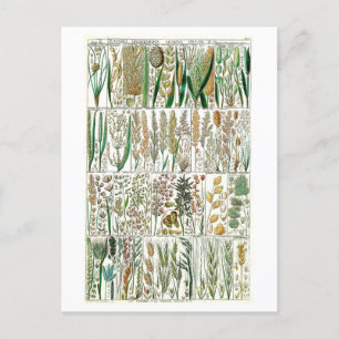 Vintage Grass Botaniskt diagram Vykort