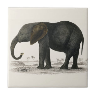 Vintage Grått Elephant (1848) av Oliver Goldsmith Kakelplatta