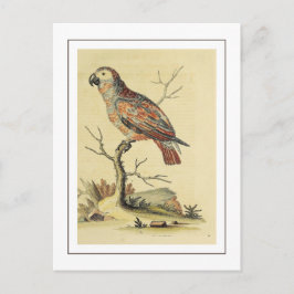Vintage Grått Parrot Bird Vykort