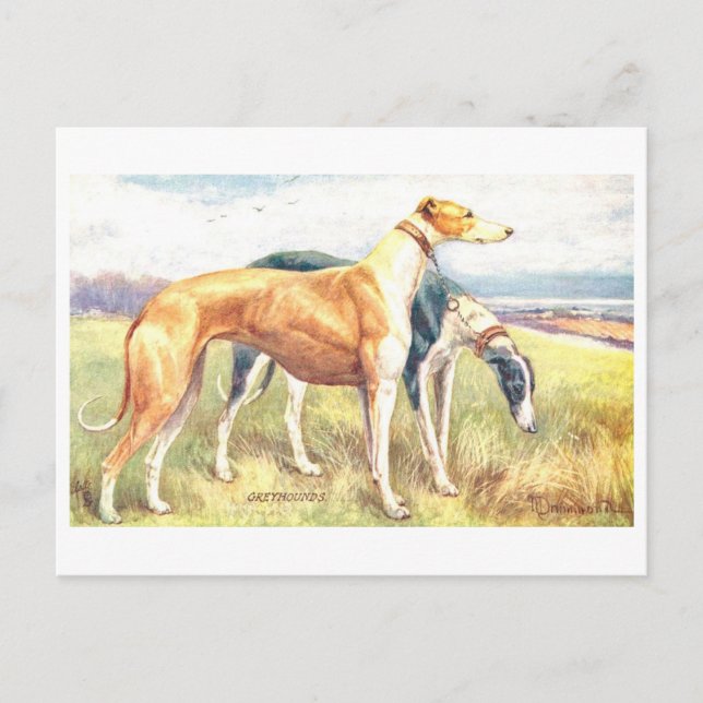 Vintage Greyhound Vykort (Framsida)