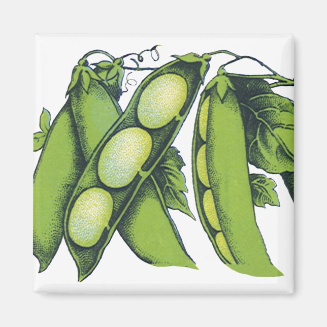 Vintage Grönsaker; kalkbönor, ekologiskt jordbruk  Magnet (Framsidan)