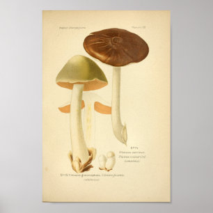 Vintage Grönt Brunt svampkonst Skriv ut Fransk Poster
