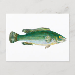 Vintage Grönt Fish Vykort