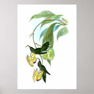 Vintage Grönt Sickle Bill Hummingbird Poster