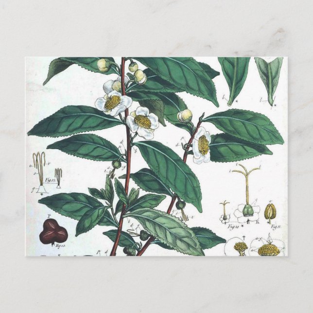 Vintage Grönt Tea Botanical Print Vykort (Framsida)