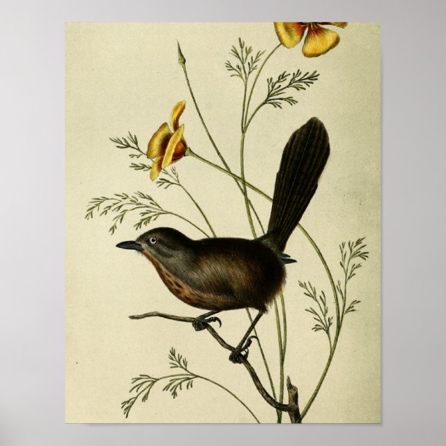 Vintage Ground Wren Poster (Framsidan)