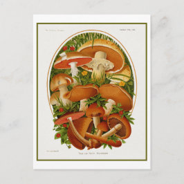 Vintage Group of Svampar Vykort