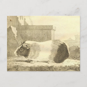 Vintage Guinea Gris Vykort