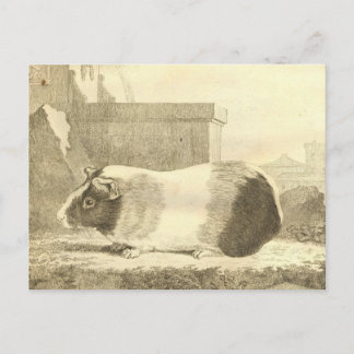 Vintage Guinea Gris Vykort