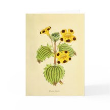 Vintage gul och röd blomillustration