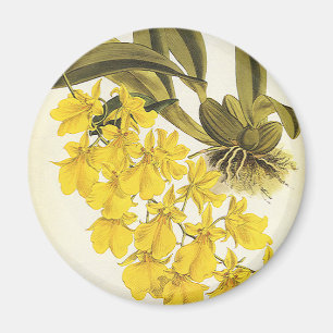 Vintage gul Oncidium orkidé, tropiska blommor Magnet