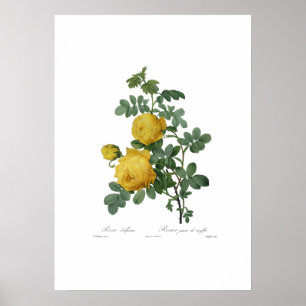 Vintage gul ros-målningsutskrift poster